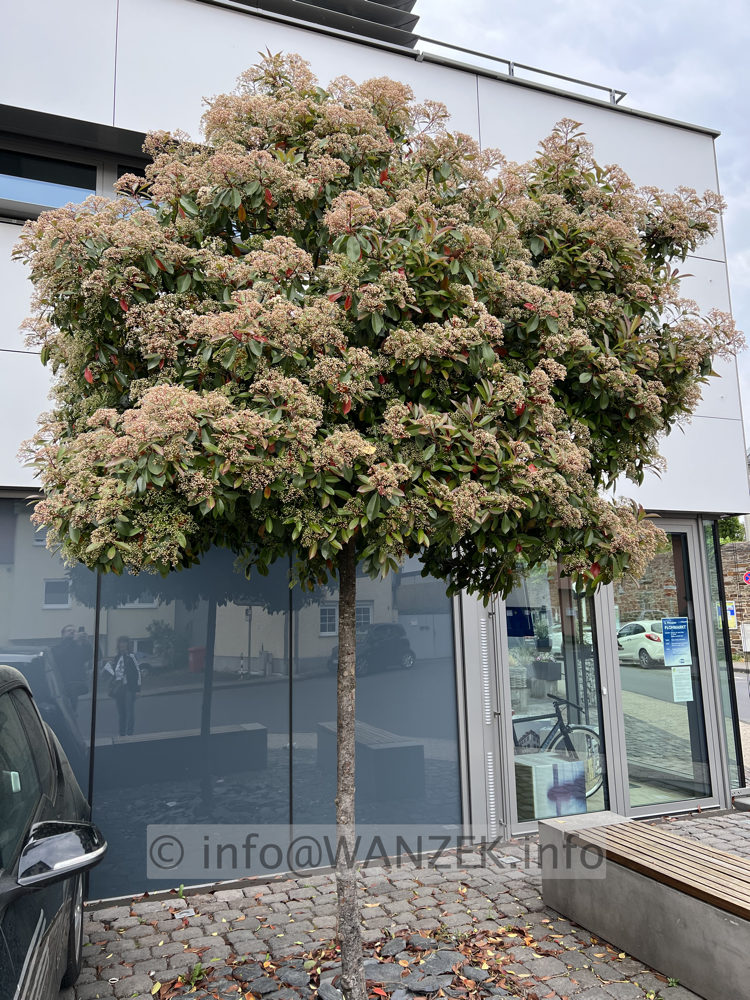 Photinia fraseri Red Robin 04 knospige Bluete 2.jpg